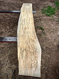 Ambrosia Maple